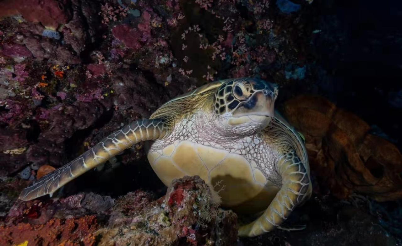 Ultra Mint Dive Resort Panglao Kültér fotó